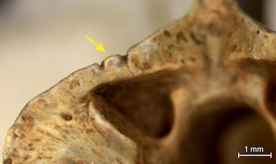 Butchery marks found on the fossils. Photo: Ma'ayan Lev