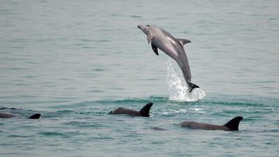 Indo-Pacific bottlenose Dolphins are seen swimming in the waters of Abu Dhabi. It's feared their numbers could be declining. Courtesy, The Bottlenose Dolphin Research Institute