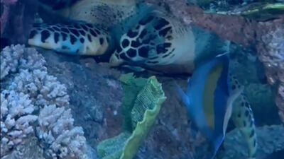 A Sharjah resident rescued them in May and took them to the aquarium where they are safe with more than 100 other local marine creatures. Photo: Sharjah Museums Authority