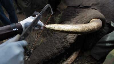 A vet from the Kenya Wildlife Service saws off the tip of a wild elephant's tusk during an elephant-collaring operation near Kajiado, southern Kenya. This can help the elephant eat more easily but is a highly-skilled task. Dai Kurokawa / EPA