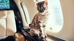 VistaJet offer grooming kits, handmade treats and luxurious sleeping mats for pets on board. Photo: VistaJet