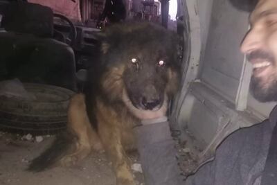 Boyka, a dog rescued by Animals Lebanon volunteer Mahdi. Photo: Animals Lebanon