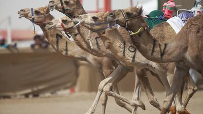 The camels set off at the start of a race. They can reach speeds of about 40kph.