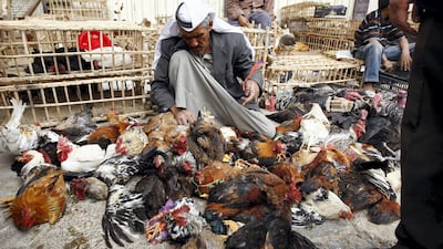 An Iraqi vendor sets loose his chickens and roosters at Al Ghazel market in Baghdad. AFP