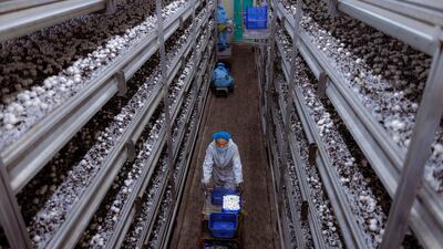 Junesun Fungi's farm in Xuzhou, China, grows mushrooms using some of the million tonnes of straw produced by agriculture in the province. EPA