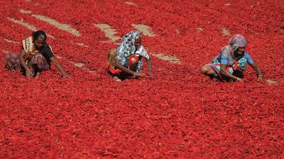 Indian women sort red chillies to dry at Shertha village in the western Indian state of Gujarat. A worker earns around fifteen rupees for removing the petiole of 20kg of red chili. Ajit Solanki / AP Photo