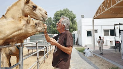 Dr Ulrich Wernery, scientific director of the Central Veterinary Research Laboratory in Dubai, pictured with a camel. The centre has identified an accurate method to test camels for brucellosis infection. Anna Nielsen For The National
