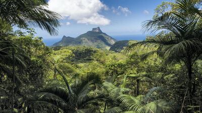 Pedra da Gavea mountain seen from The Tijuca Forest, a mountainous hand-planted rainforest in the city of Rio de Janeiro, Brazil. The Tijuca Forest is home to hundreds of species of plants and wildlife, many threatened by extinction. Getty Images