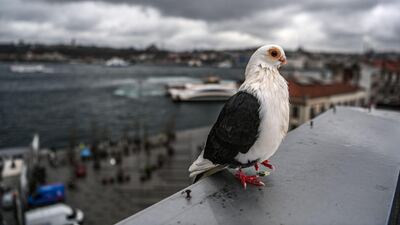 A pigeon enjoying a bird's-eye view of Karakoy port in Istanbul, Turkey. AFP