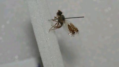 Jerusalem: Chronicles from the Holy City by Guy Delisle.