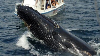 Tourists watching a humpback whale off the coast of Puerto Lopez, Manabi, Ecuador on July 1, 2007. Rodrigo Buendia / AFP