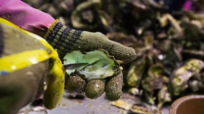 A worker shucks oysters at the Namyeong Fisheries factory in Tongyeong.