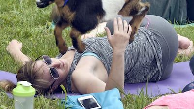 A Pygmy goats jumps past Rebecca Ballantine during goat yoga at Lil' Holler Farm near Westminster, Maryland. Ken Koons / Baltimore Sun / TNS via Getty Images)