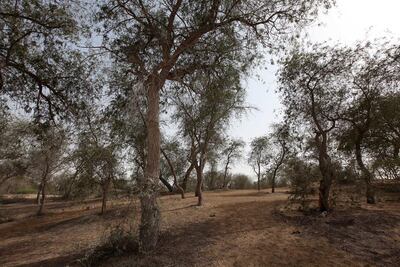 Mushrif Park on Khawaneej Road has a rugged, desert feel about it, as well as horse riding stables. Pawan Singh / The National
