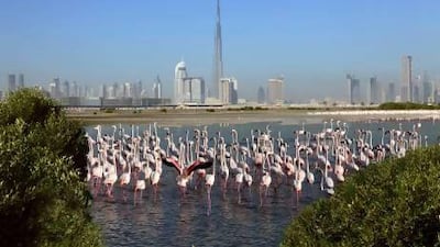Ras Al Khor Wildlife Sanctuary, at the end of Dubai Creek, has been recognised by Wetland Link International. Photo courtesy Government of Dubai