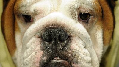 A separate study concluded that dogs who displayed this expression were more likely to get re-homed from a shelter. AFP