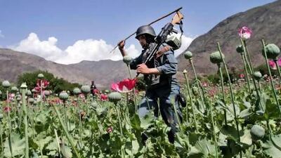 Armed Afghan policemen destroy an opium poppy field in Noorgal, Kunar province, east of Kabul.