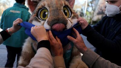 People arrange the face mask of Metropolitan Zoo mascot while preparing for the reopening in Santiago, Chile. Reuters