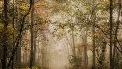 Landscape, First Place, 'Fog on Fall Path', shot by Linda Repasky in Massachusetts, US, on iPhone 13 Pro. Photo: Linda Repasky / IPPAWARDS