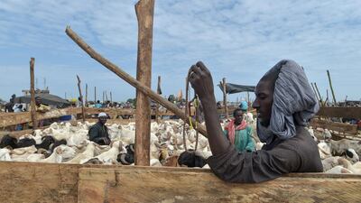 A vendor waits for customers at the cattle market in Abidjan on August 9, 2019, during preparations for the Muslim holiday of Eid al-Adha, that will start on August 11. AFP