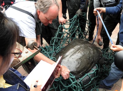 Researchers measure a female Yangtze giant softshell turtle at the Suzhou Zoo, Jiangsu province, China, 6 May 2015. EPA