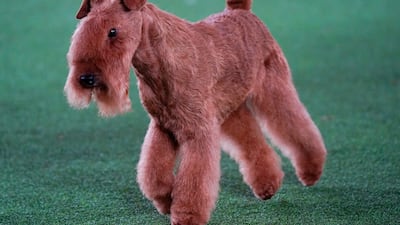 MM, the winner in the Terrier group. AP