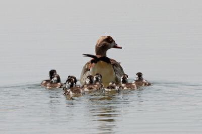 A duck swims with ducklings in Al Qudra lake in Dubai, April 21. AFP