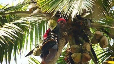 An Indian man cuts coconuts from a palm tree in Varkala, Kerala. EyesWideOpen / Getty Images