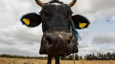 Tunisia faces recurring periods of water scarcity, which directly impact the agricultural sector