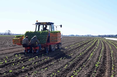 Farmers plant chox flowers in a field near Bethune, as the country is under lockdown to stop the spread of Covid-19 disease caused by the novel coronavirus. AFP / DENIS CHARLET