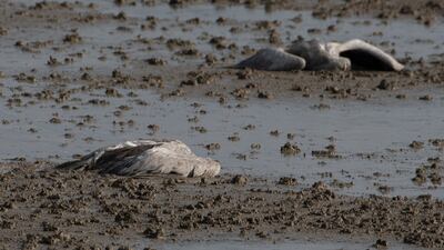 Dead cranes at the Hula Lake conservation area in northern Israel, December 25, 2021. AP