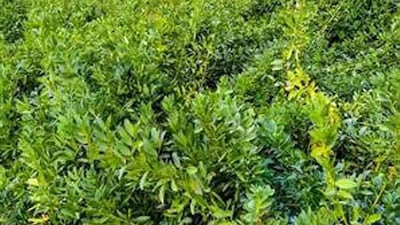 The apricot trees are covered in white blossoms until the beginning of March of each year. Oman News Agency