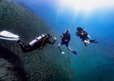Snapped surrounded by schools of fish after diving off Koh Tao. Photo: Instagram / @fred.the.lens