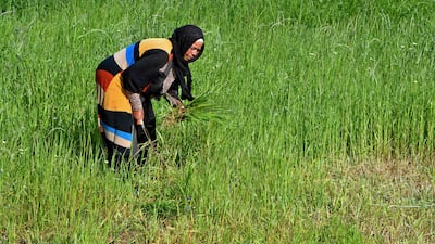 Permaculture draws on farming methods and wisdom of centuries past