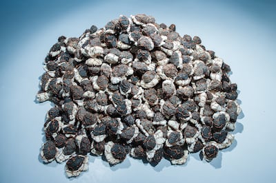 Mohamed Ahmed Ibrahim, Fresh and Salt, 2015. Photo: UAE Unlimited