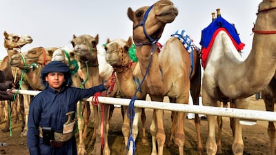 The competition has contributed to Saudi Arabia being one of the top destinations in the world when it comes to camel sports.