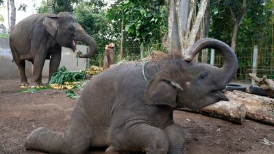 Sumatran elephant Nurhayati and her calf Kama receive food enrichment during celebrations to mark World Elephant Day at Bali Zoo, Indonesia. EPA