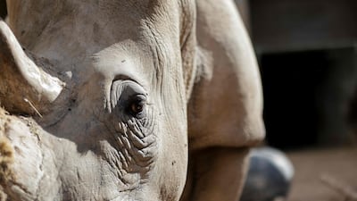 A view of the mother of a newborn white rhinoceros (Ceratotherium simum simum) at Valencia's Bioparc. The rhino calf was born beginning of November at Valencia's Bioparc as part of the European Endangered Species Programme’s efforts to ensure the survival of these threatened animals, native to southern Africa, commonly known as the Southern White Rhinoceros. AFP
