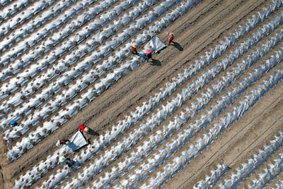 Scientists in China raised fears for the health of soil that stores carbon. Getty Images