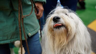 A dog enjoying the party. Arkadas was given as a gesture of gratitude by the Turkish government to Mexico after Proteo died during the search for survivors in last year's quake. Reuters