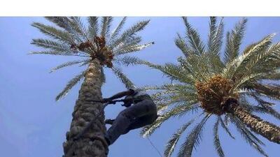 Al Dahra Agricultural Company's $20m investment in a date farm in Namibia will boost availability of the fruit across the Middle East.