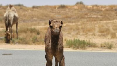 Little Luliwa, named after the Arabic word for pearl. All photos courtesy Ritz-Carlton Ras Al Khaimah