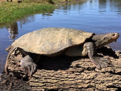 Adult Mary River turtles are not too difficult to find if you know where to look. Marilyn Connell