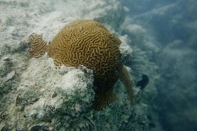 A brain coral off the breakwater near Marina Mall in Abu Dhabi. Corals are vital for the marine ecosystem. Antonie Robertson / The National