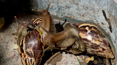 Invasive giant African land snails that can eat building plaster and stucco, consume hundreds of varieties of plants and carry diseases that affect humans have been detected once again in Florida. AP