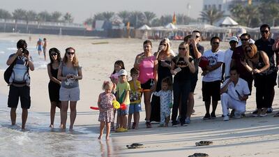 The crowd watch the 44 released turtles make their way to the sea in Dubai. Pawan Singh / The National
