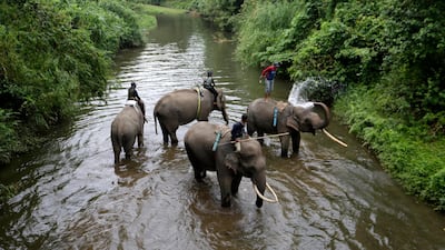 Mahouts and forest rangers bathe their elephants at Mila Pidie Conservation Response Unit (CRU) in Pidie District, Sumatra, Indonesia. The Elephant Patrol, a joint project between the Aceh Natural Resource Agency and the CRU, uses rangers riding trained elephants to push back wild ones posing a threat to human settlements in the forest. EPA
