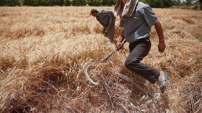 Farmers harvest wheat in a field in Damascus’ eastern Ghouta suburbs. Bassam Khabieh / Reuters