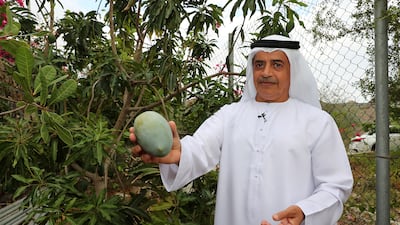 Ahmed Al Hefeiti showing one of mangoes he grows at his nursery Wadi Dafta Plantation in Fujairah. Pawan Singh / The National