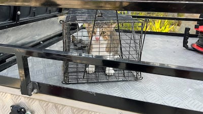 Stray cats are frequently picked up by privately hired companies. They should hand them over to Dubai Municipality but the fate of some is unclear